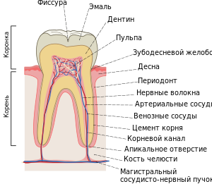 Строение постоянных зубов